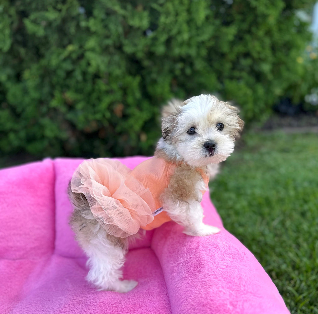 Orange Fluffy Tutu